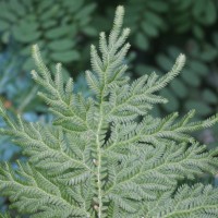 Selaginella willdenowii (Desv.) Baker